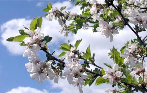 Navruz Celebrations