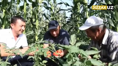 Видеорепортаж: Томорқадан самарали фойдаланган пахтакорлик бобо бир йилда 175 миллион сўм даромад қилиши кутилмоқда